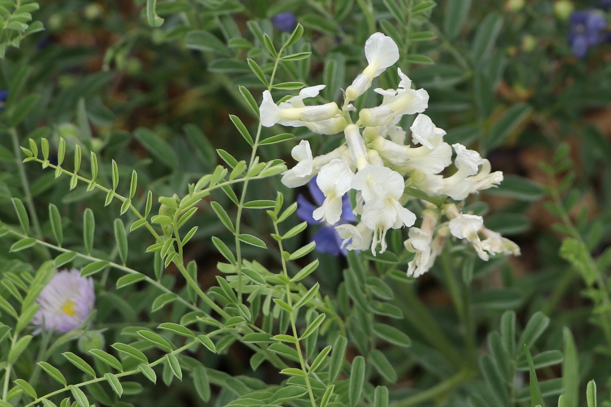 Sophora nuttalliana