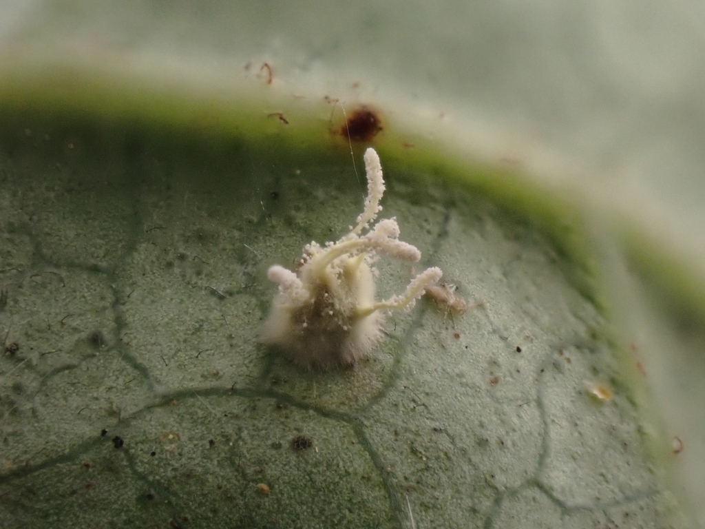Gibellula sp. 'CA03'