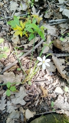 Ornithogalum woronowii
