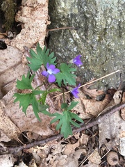 Viola palmata
