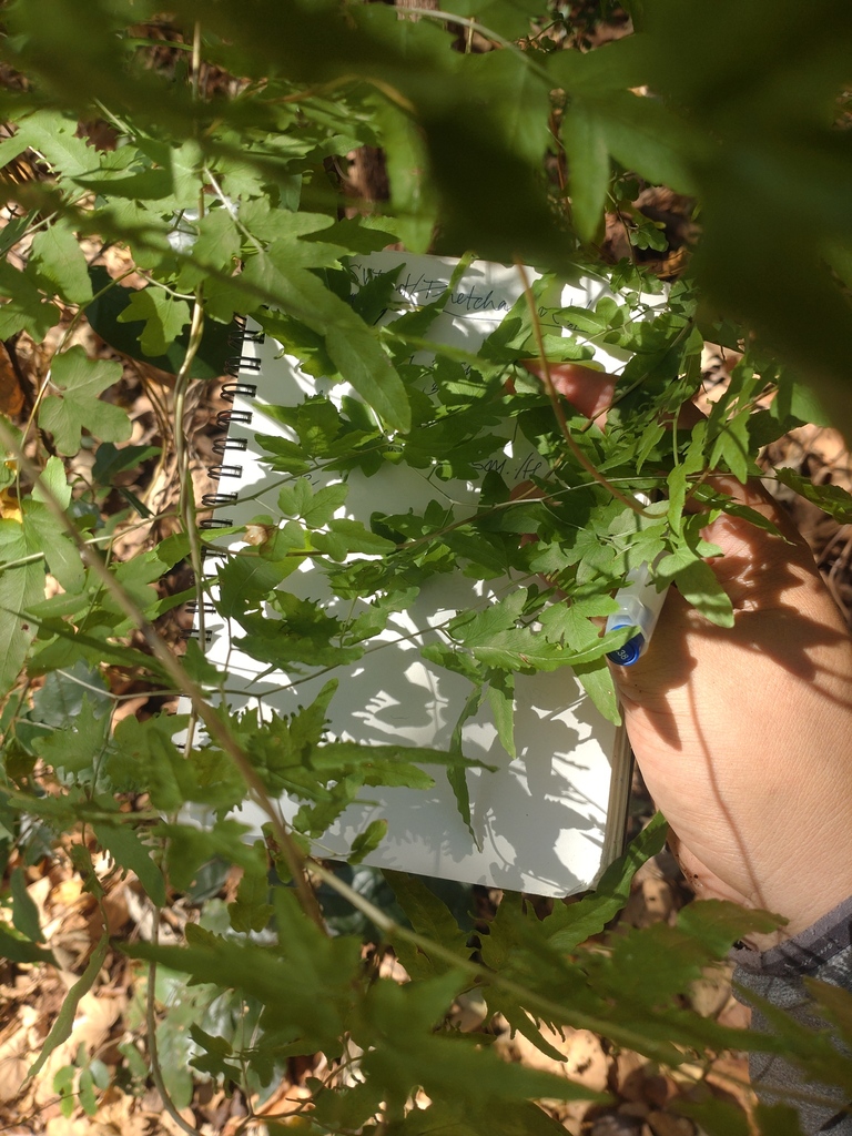 Maidenhair creeper (Lygodium flexuosum)