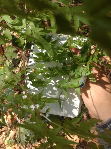 Maidenhair creeper (Lygodium flexuosum)