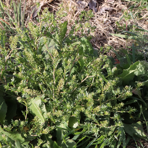 Image of Lepidium oblongum by (c) Catherine C. Galley, some rights reserved (CC BY)