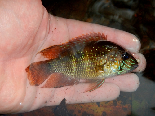 Blauwe acara (Andinoacara coeruleopunctatus) — Cichlidae