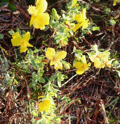 Flatwoods St. Johnswort (Hypericum microsepalum)