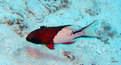Bodianus anthioides