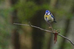 Cyanistes caeruleus caeruleus
