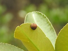Hyperoncus lateritius