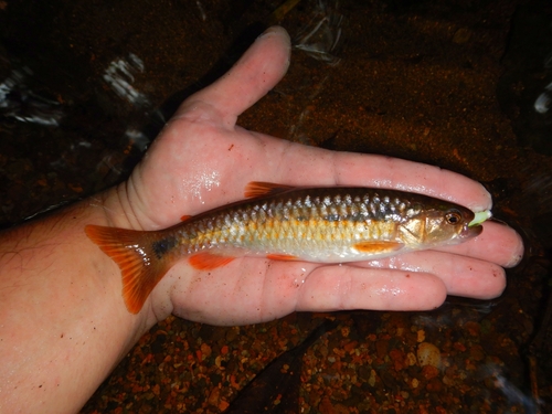 Piabucina panamensis