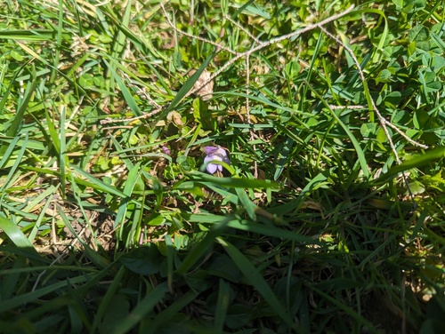 Miquel's mazus (Mazus miquelii)