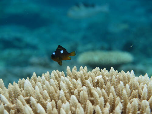 Dascyllus auripinnis observed 2024-02-28