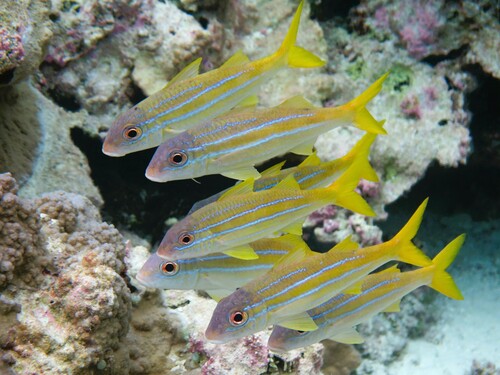 Mulloidichthys mimicus observed 2024-02-28