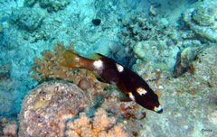 Bodianus axillaris