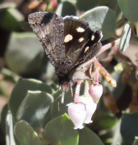 Litocala Moth photo 3