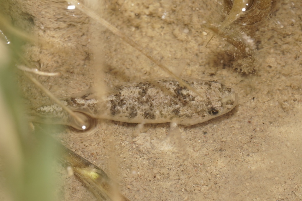 Amargosa Pupfish in March 2024 by Michael Stein. Observed in a ...