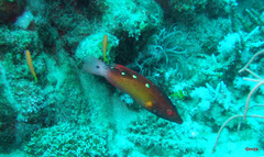 Bodianus diana