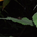 Liris deplanatus binghami - Photo 由 Greene Chen 所上傳的 (c) Greene Chen，保留部份權利CC BY-NC