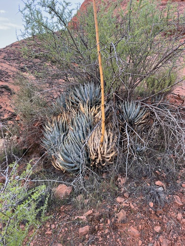 Agave utahensis