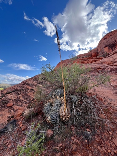 Agave utahensis