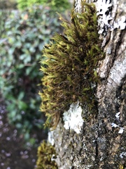 Orthotrichum papillosum