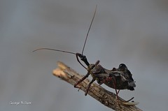 Pantoleistes princeps