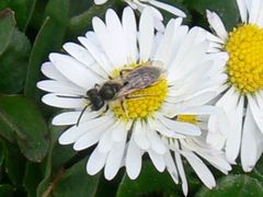 Andrena ventralis