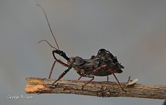 Pantoleistes princeps