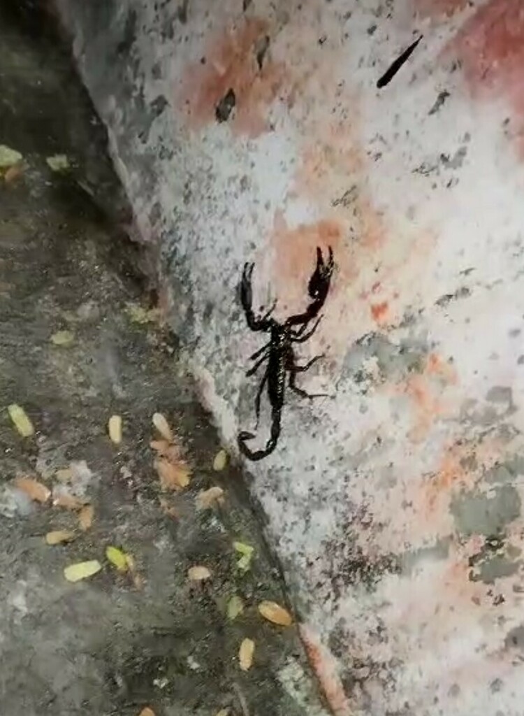 scorpions