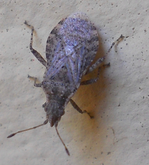 Aufeius impressicollis