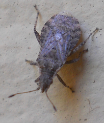 Aufeius impressicollis