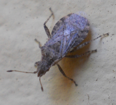 Aufeius impressicollis