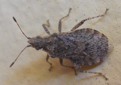 Aufeius impressicollis