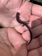 Plethodon electromorphus