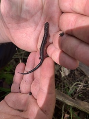 Plethodon electromorphus
