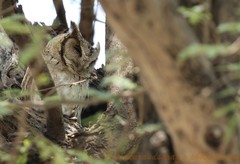 Otus bakkamoena