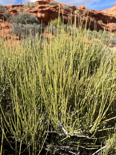 mormon tea (Ephedra viridis)
