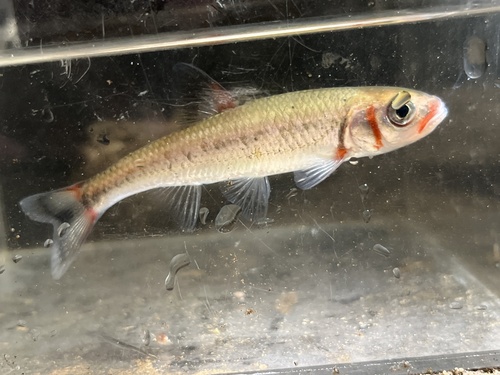 Warpaint shiner (Luxilus coccogenis) — Cyprinidae — 5