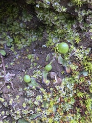 Asterella palmeri
