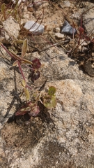 Anthyllis circinnata