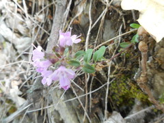 Thymus longicaulis longicaulis