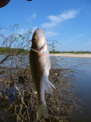 Gymnocephalus cernua