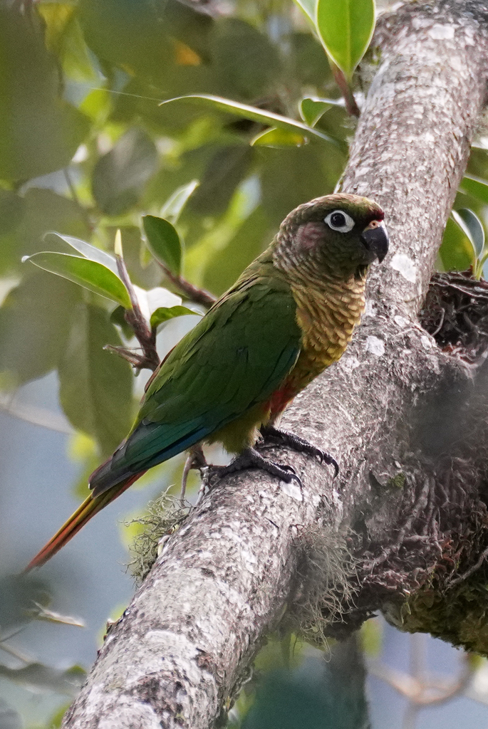 Maroon-bellied Parakeet from Itatiaia - State of Rio de Janeiro, Brazil ...