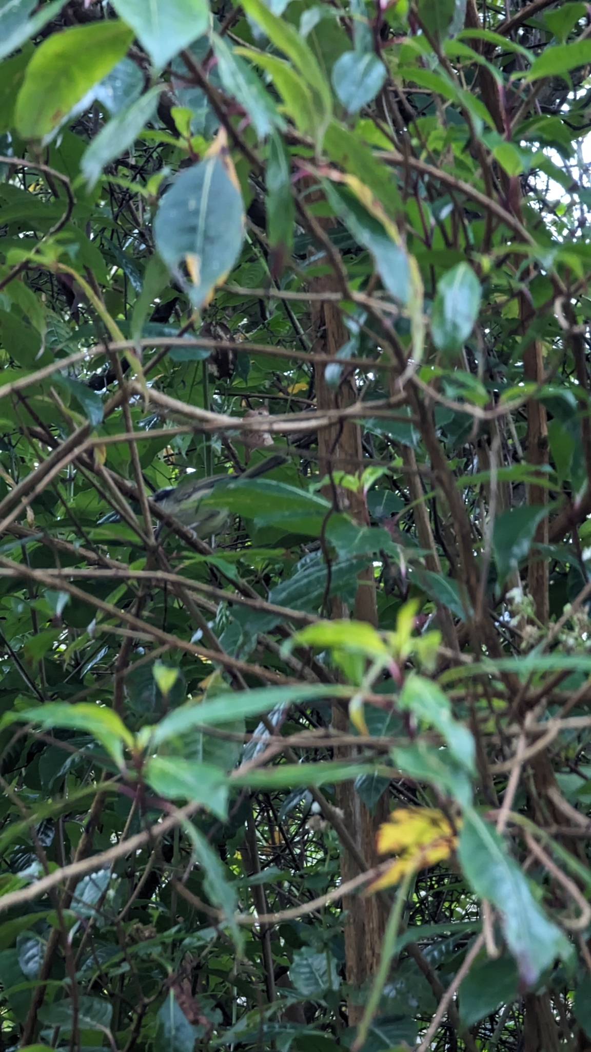 Black-cheeked Warbler (Basileuterus melanogenys)
