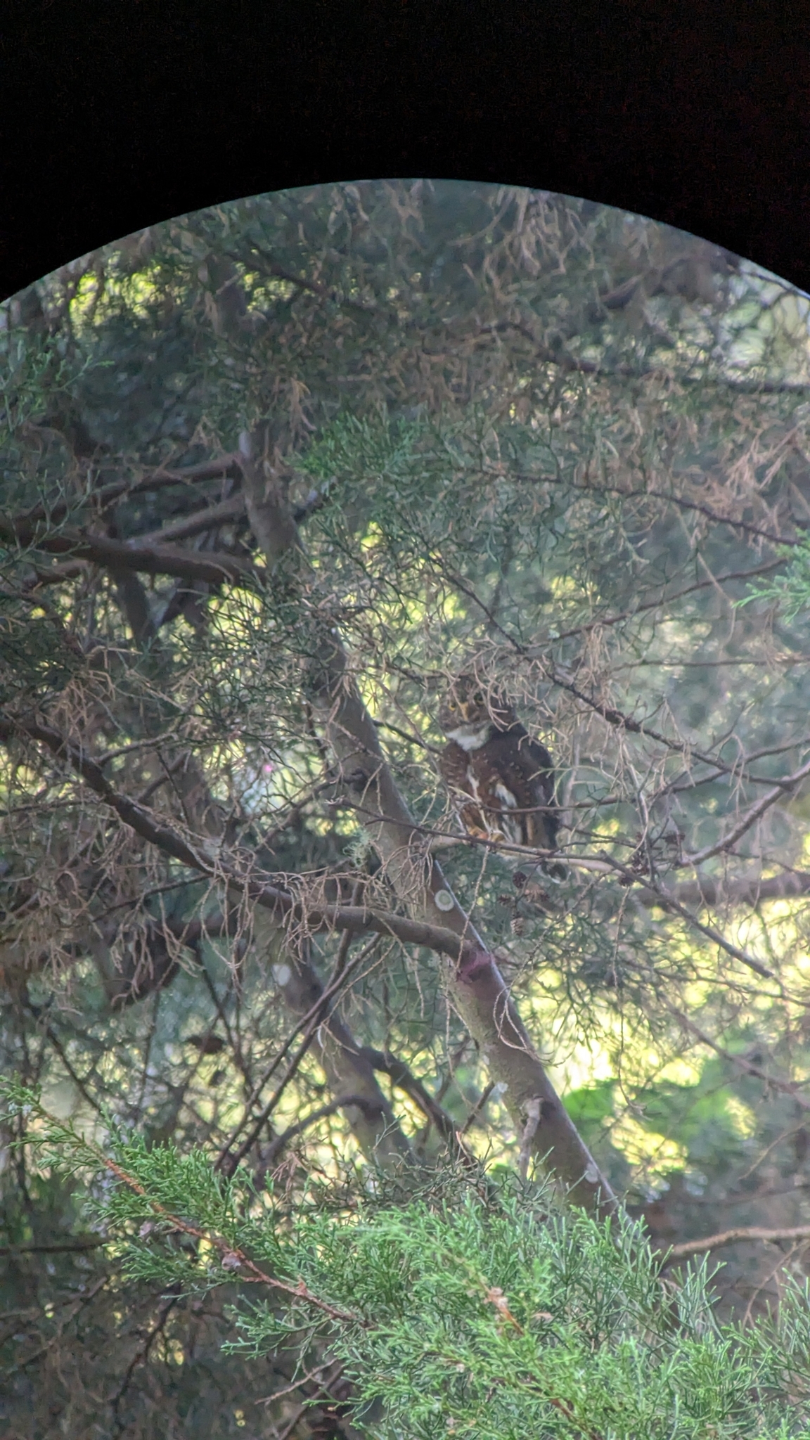 Costa Rican Pygmy Owl (Glaucidium costaricanum), photo 8