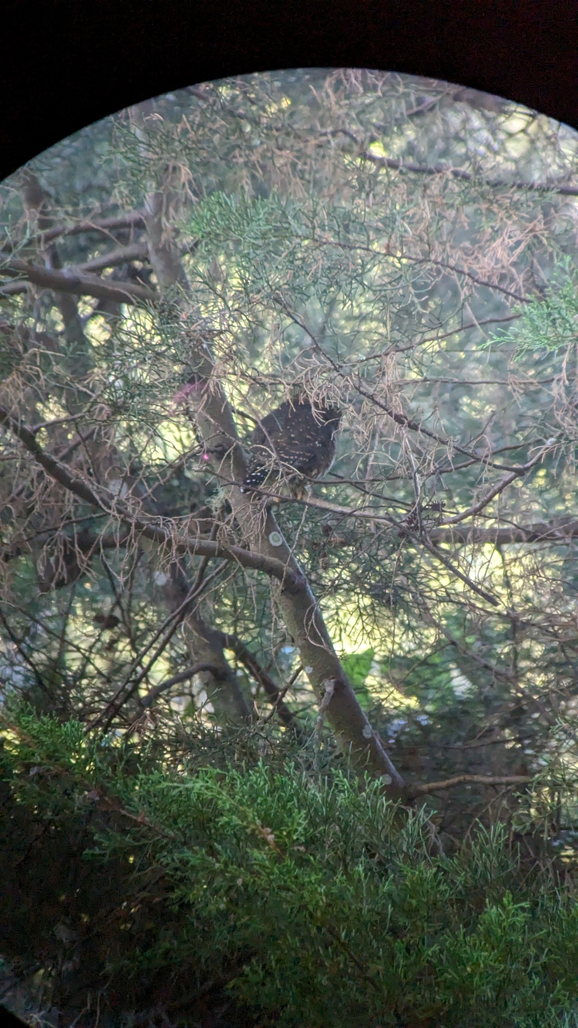 Costa Rican Pygmy Owl (Glaucidium costaricanum), photo 9
