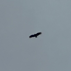 Coragyps atratus image