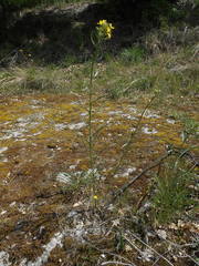 Erysimum pseudorhaeticum