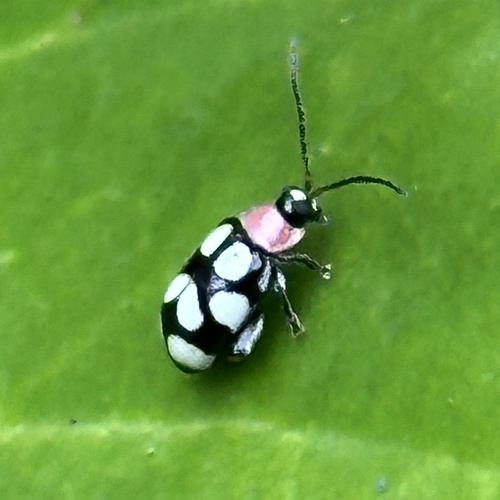Omophoita aequinoctialis