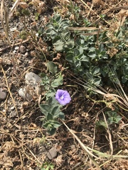 Convolvulus sabatius