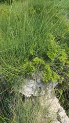 Ephedra foeminea